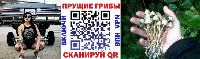 магазин продажи наркотиков  Кореновск  Псилоцибиновые грибы мицелий 